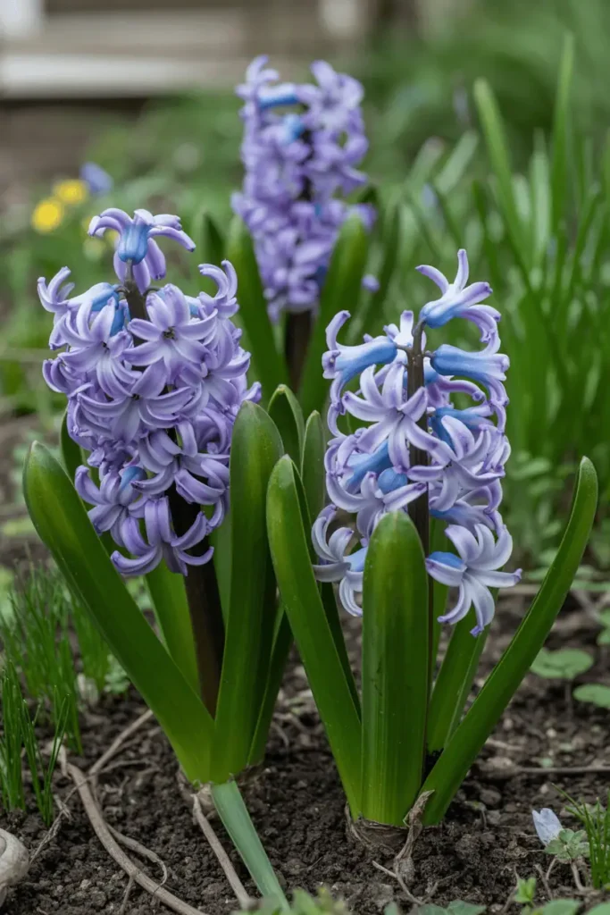 Hyacinths after flowering with fading blooms and healthy green leaves, quiet transitional spring scene, natural garden setting, soft light, reflective editorial photography, photorealistic, no people, no text, no logos
