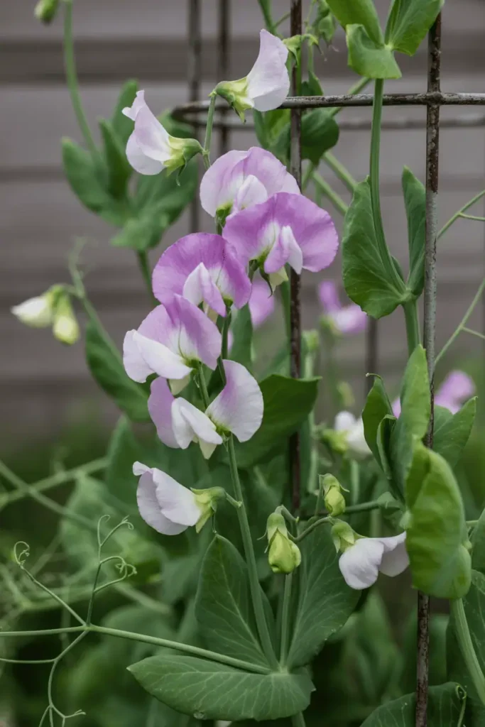 Sweet pea flowers climbing garden trellis, pastel spring colors, soft natural light, delicate blooms with visible tendrils, realistic garden photography, no people, no text