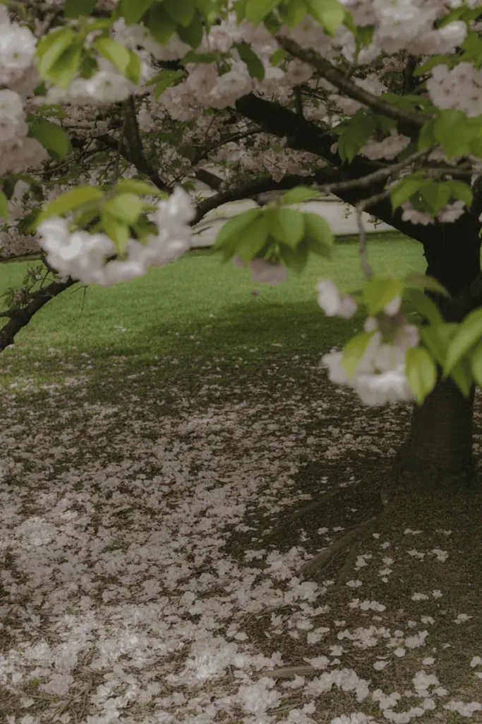 Cherry blossom petals scattered on the ground beneath a tree, soft green foliage overhead, gentle natural light, quiet and reflective mood, high-end editorial photography, no people, no text, no logos