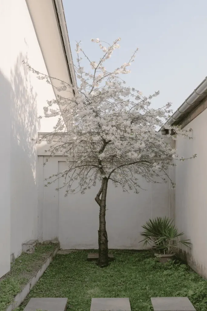 Compact cherry blossom tree in a small garden or backyard, minimal surroundings, intentional placement, intimate scale, calm spring light, photorealistic editorial garden photography, no people, no text, no logos