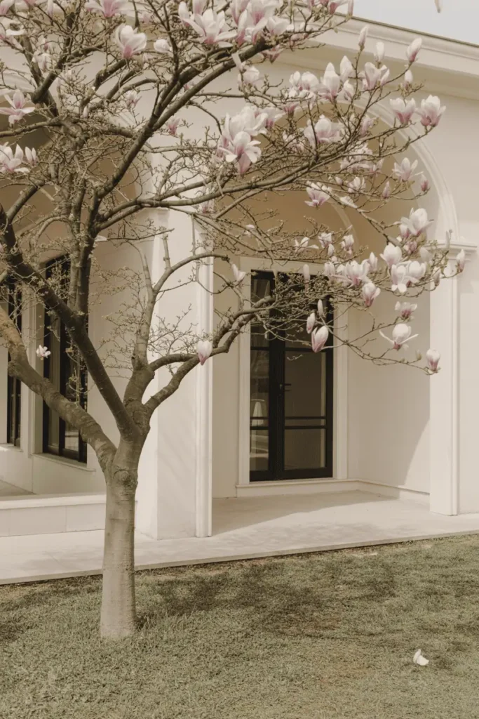 Magnolia tree planted near a home entrance or open lawn, flowers framing architecture, spacious and intentional placement, gentle spring sunlight, editorial garden photography, photorealistic, no people, no text, no logos