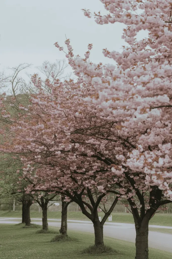 Different cherry blossom trees blooming side by side, variations in petal fullness and pink tones, calm spring setting, balanced composition, editorial landscape photography, no people, no text, no logos