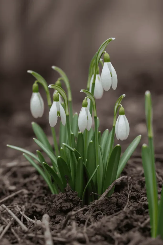 Snowdrop flowers emerging in early spring garden, delicate white blooms near soil, cool soft light, minimalistic realistic photography, no people, no text