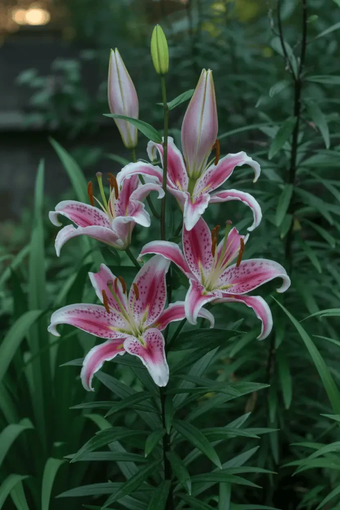 Tall upright pink stargazer lilies with spotted throats and golden stamens in full bloom, strong stems rising from dark green sword-like leaves, evening garden glow with fragrance implied, romantic focal point composition, vertical 4:5 ratio, detailed macro quality.