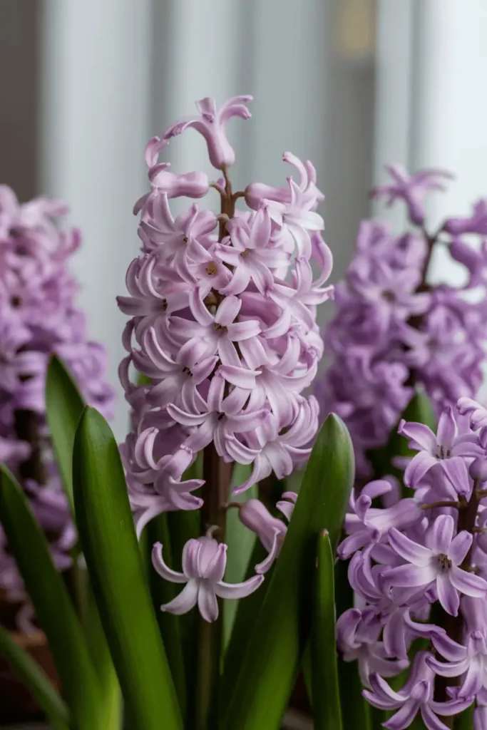 Close-up of blooming hyacinths with tightly packed bell-shaped flowers, soft pastel colors, blurred background, intimate composition, gentle spring light, high-end botanical photography, photorealistic, no people, no text, no logos