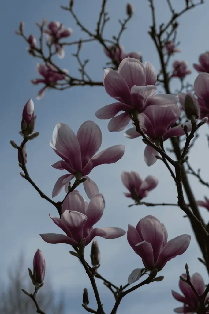 Close-up of magnolia blossoms against bare branches, large sculptural petals, strong contrast between flowers and sky, soft spring light, refined and dramatic mood, editorial botanical photography, photorealistic, no people, no text, no logos