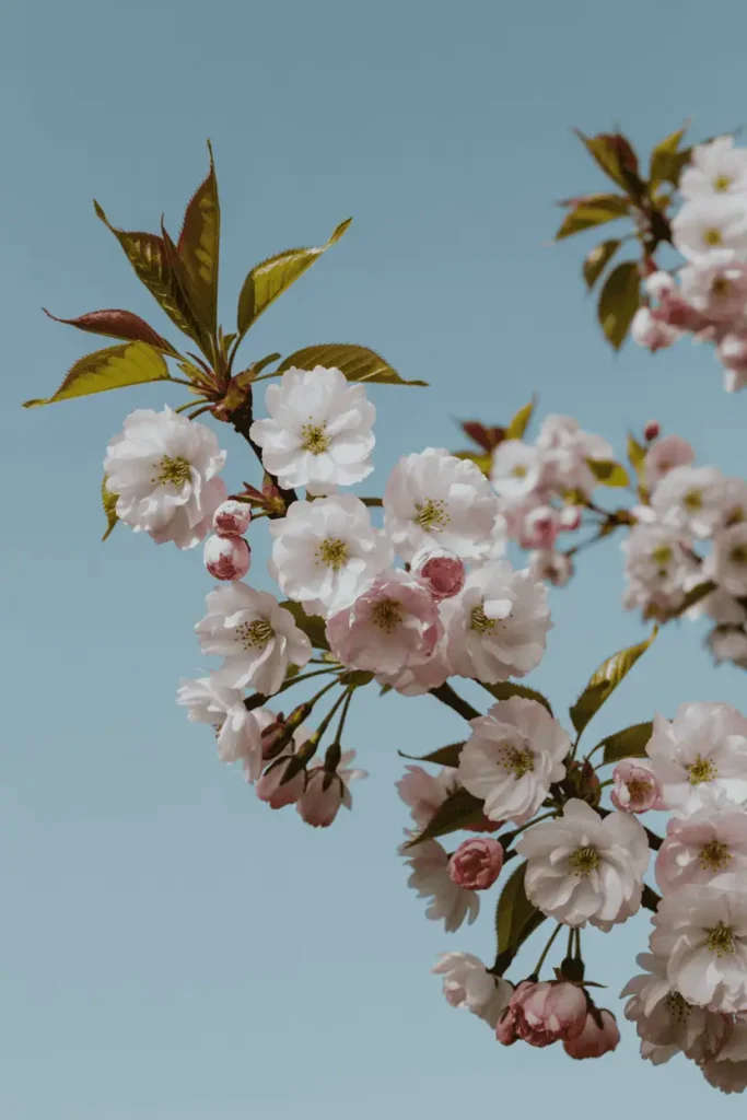 Soft pink and white cherry blossoms against fresh green foliage and blue spring sky, airy and minimal composition, refined color palette, photorealistic editorial photography, no people, no text, no logos