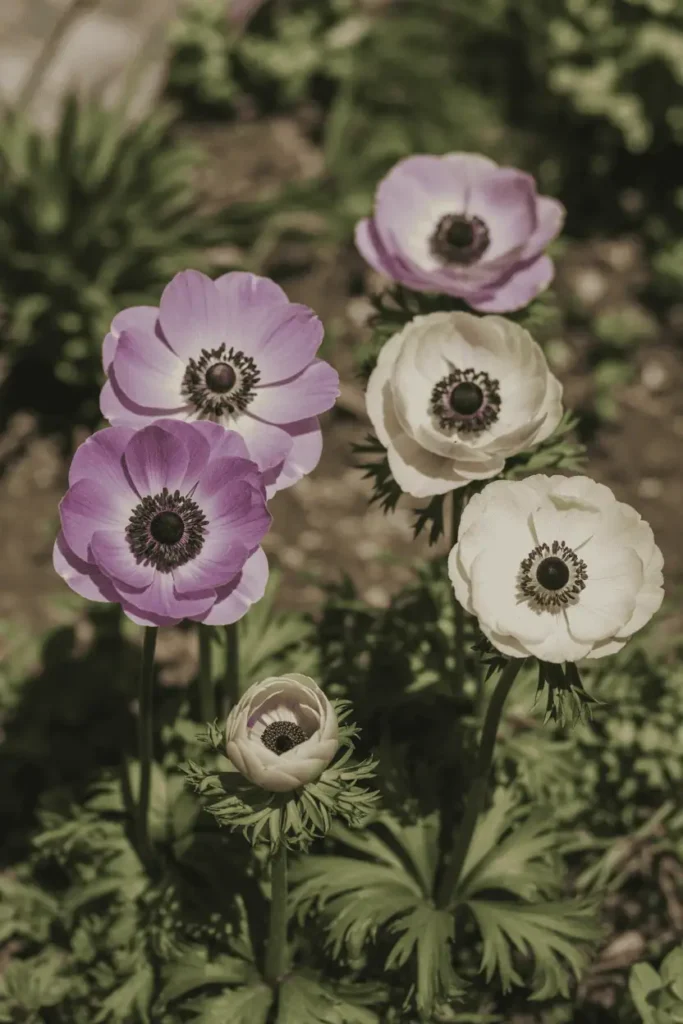 Anemone flowers with contrasting dark centers and soft pastel petals, spring garden setting, natural light, shallow depth of field, realistic flower photography, no people, no text