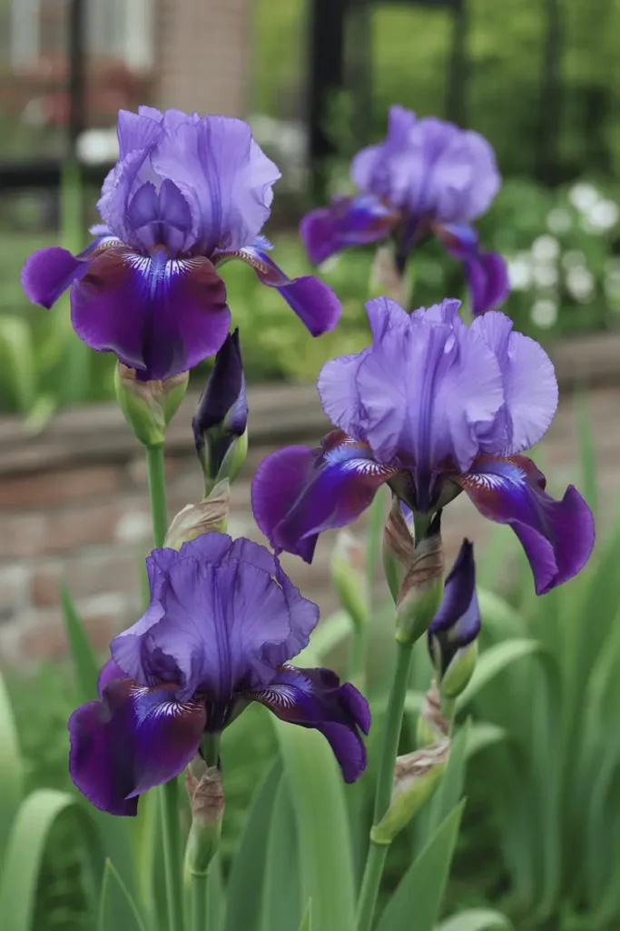 Tall iris flowers blooming in spring garden, deep purple and blue petals, elegant vertical stems, soft sunlight, realistic garden photography with depth, no people, no text