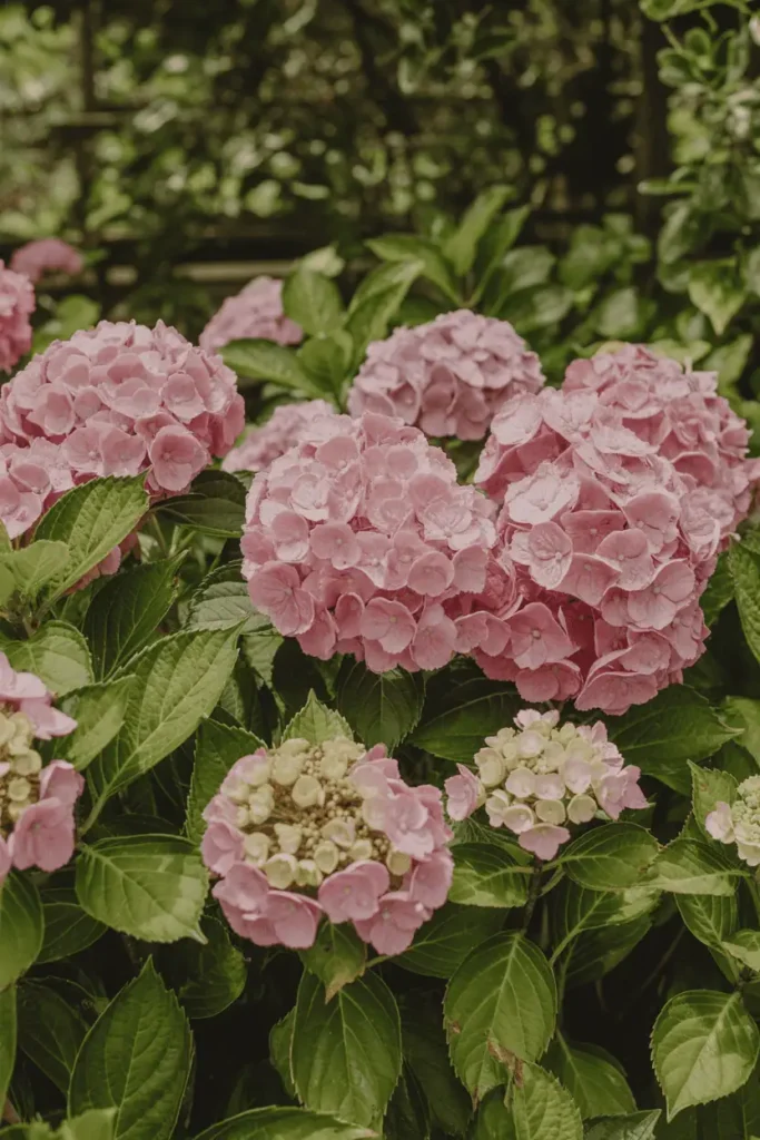 Billowing mophead clusters of soft pink hydrangeas bursting from lush green shrub foliage, macro view showing intricate petal layers and subtle color variations, dappled woodland shade light, dewy freshness, romantic cottage garden corner, square composition, hyper-realistic textures.