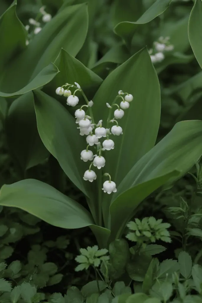 Lily of the valley flowers blooming in shaded woodland garden, small white bell-shaped flowers, lush green leaves, soft diffused light, realistic botanical photography, no people, no text