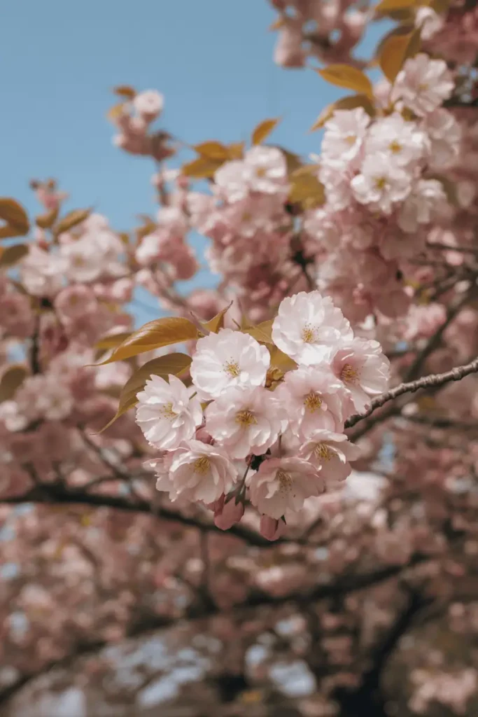 Cherry blossom tree in full spring bloom, soft pink flowers against blue sky, gentle sunlight, romantic atmosphere, realistic outdoor photography, cinematic depth, no people, no text
