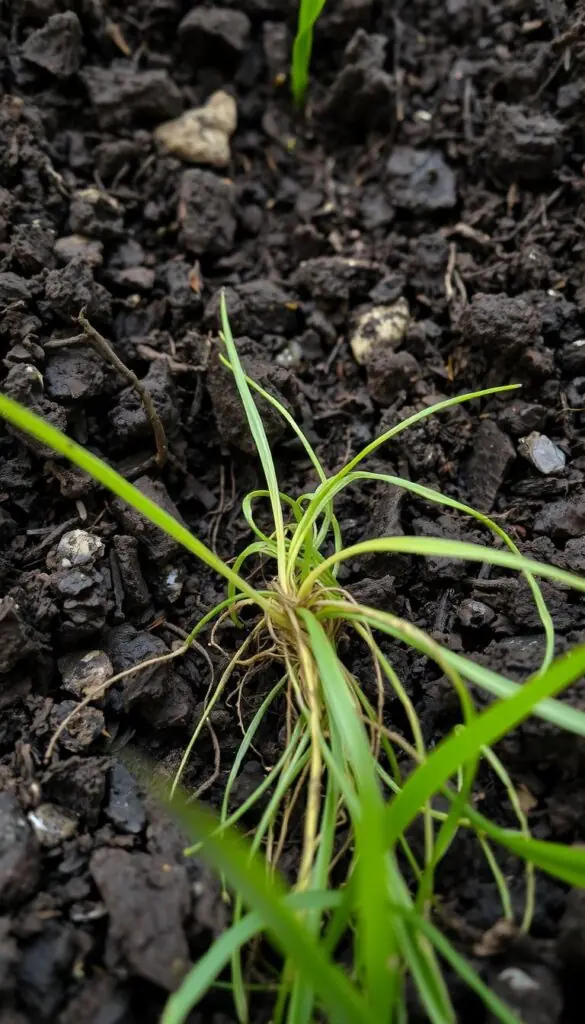 A close-up view of freshly fertilized soil, with rich, dark earth teeming with microbial life. In the foreground, a cluster of healthy grass roots, their fine tendrils intertwined, greedily absorbing the nutrients from the nourishing compost. Soft, diffused light filters through the frame, casting a warm, earthy glow and highlighting the intricate textures of the soil. The composition emphasizes the interconnectedness of the underground ecosystem, the roots' vital role in anchoring the lawn, and the importance of fall fertilization for preparing the grass for the cooler months ahead. A close-up view of freshly fertilized soil, with rich, dark earth teeming with microbial life. In the foreground, a cluster of healthy grass roots, their fine tendrils intertwined, greedily absorbing the nutrients from the nourishing compost. Soft, diffused light filters through the frame, casting a warm, earthy glow and highlighting the intricate textures of the soil. The composition emphasizes the interconnectedness of the underground ecosystem, the roots' vital role in anchoring the lawn, and the importance of fall fertilization for preparing the grass for the cooler months ahead.