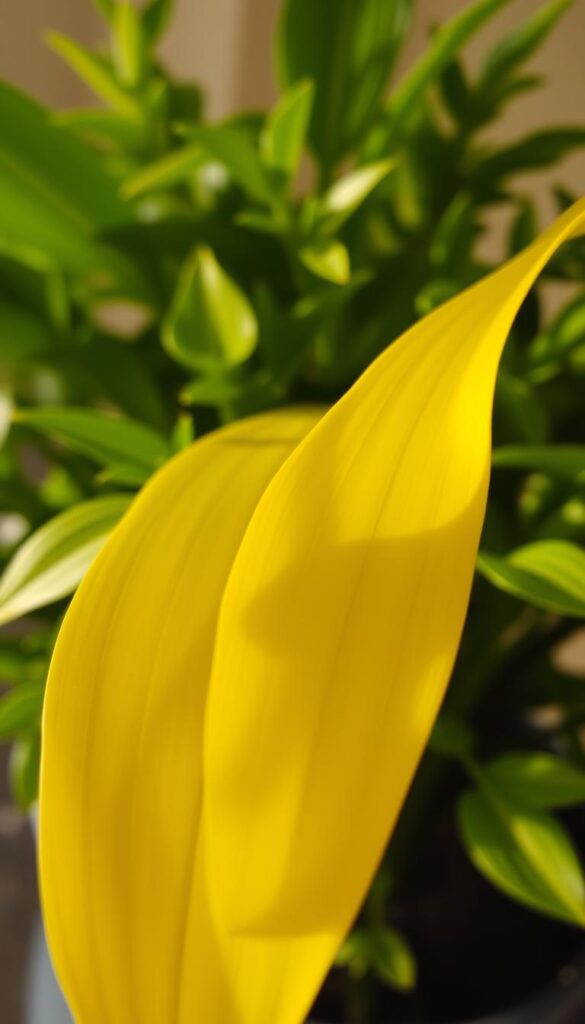 A close-up view of yellowing leaves on a houseplant, with soft, diffused natural lighting accentuating the delicate texture and gradients of color. The leaves are in the foreground, partially obscured by the plant's lush, green foliage in the middle ground. The background is slightly blurred, creating a sense of depth and focus on the subject. The lighting is warm and gentle, casting subtle shadows that add depth and dimension to the leaves. The overall mood is one of quiet contemplation, highlighting the natural beauty and struggles of the plant. A close-up view of yellowing leaves on a houseplant, with soft, diffused natural lighting accentuating the delicate texture and gradients of color. The leaves are in the foreground, partially obscured by the plant's lush, green foliage in the middle ground. The background is slightly blurred, creating a sense of depth and focus on the subject. The lighting is warm and gentle, casting subtle shadows that add depth and dimension to the leaves. The overall mood is one of quiet contemplation, highlighting the natural beauty and struggles of the plant.