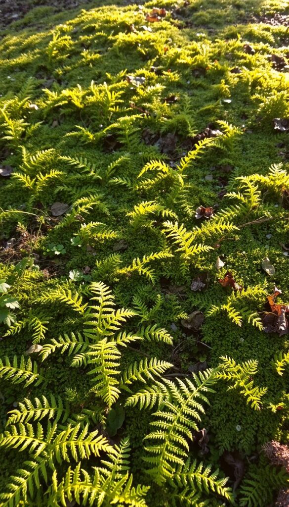A lush, vibrant carpet of ground foliage blanketing the winter landscape. In the foreground, delicate ferns and mosses weave a verdant tapestry, their fronds dancing gently in a soft breeze. The middle ground features a tapestry of low-growing evergreen plants, their glossy leaves reflecting the muted winter light. In the background, a subtle interplay of shadows and highlights creates depth and dimensionality, evoking a sense of tranquility and natural harmony. The overall scene is bathed in a warm, golden glow, lending a cozy and inviting atmosphere. Captured with a wide-angle lens to showcase the full breadth of this enchanting winter wonderland.